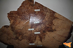 Santa Ninfa 19 11 2016 189.jpg